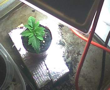 switched from 50/50 organic soil/perlite, to 1/3 perlite/organic soil mixture, and 2/3 top half filled with just organic soil. The water was draining way to quickly, I was watering twice a day to maintain moisture with the 50/50 medium.