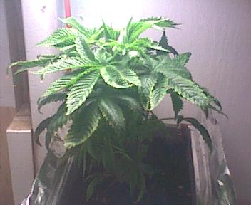 I meant one more month until the international pot smoking day comes around.