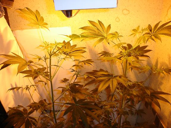 Group Shot. Topped today. Tops made into clones hopefully but not that important