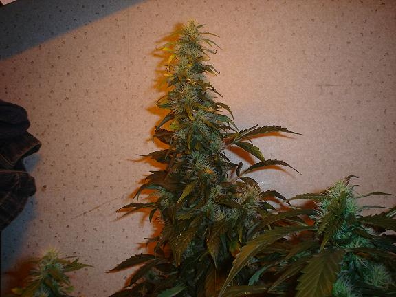 Bud 2