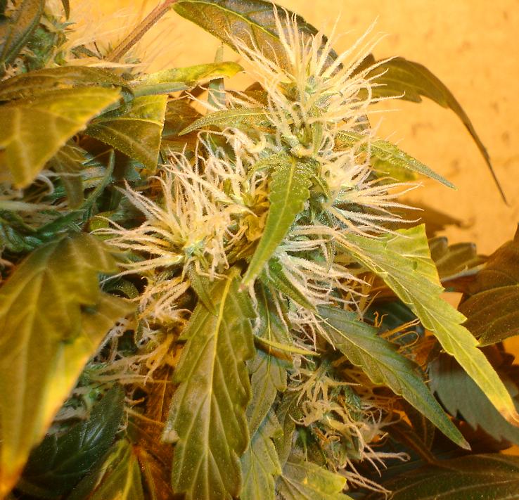 Really good cola bud shot. starting to ripen to harvest!