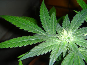Kush Crown Leaf