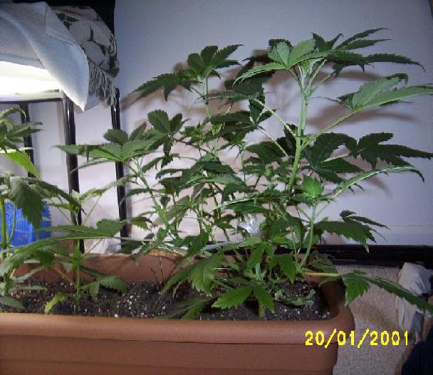 This is the side view of my one main plant. I just started sexing.. hopefully female!
