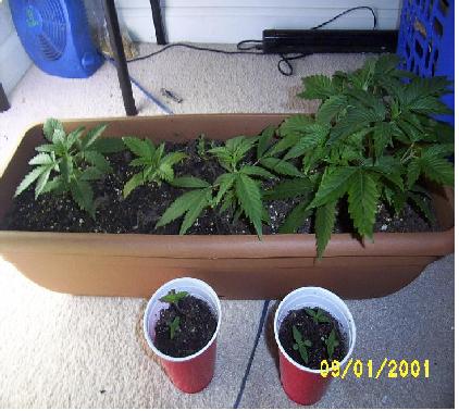 The plant on the right is about a month old... This is the key plant