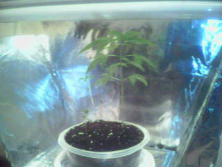 Front View of 3 plants, 2 are hard to see they are yet very small.