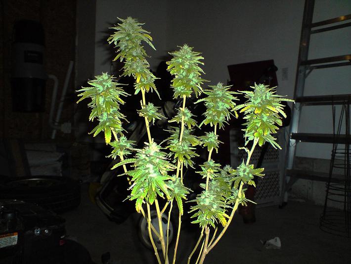 Shortys Stash baby!