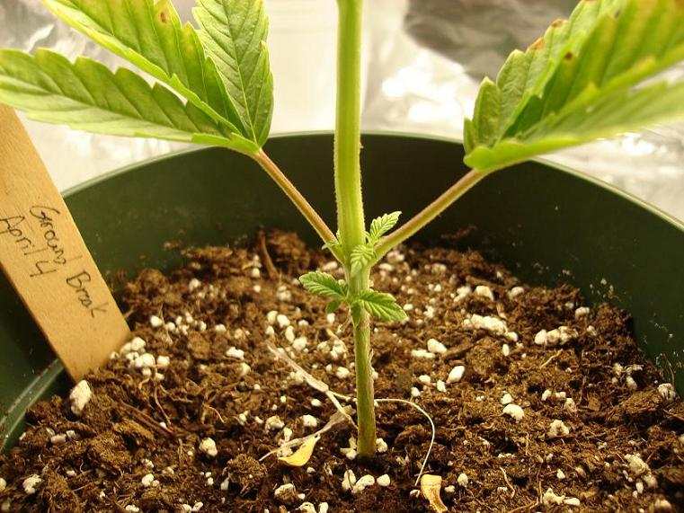 a side view of the growth taking place at leaf nodes