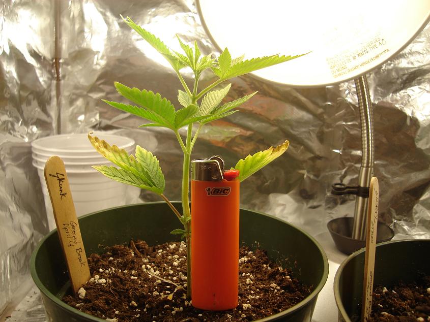 my skunk at just over two weeks old sitting next to a lighter for reference its about 6