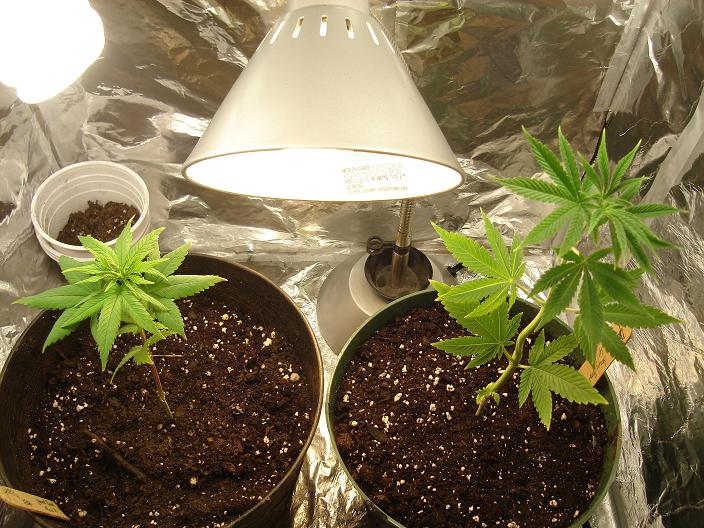 my two chicklets sitting enjoying their life they got new pots today