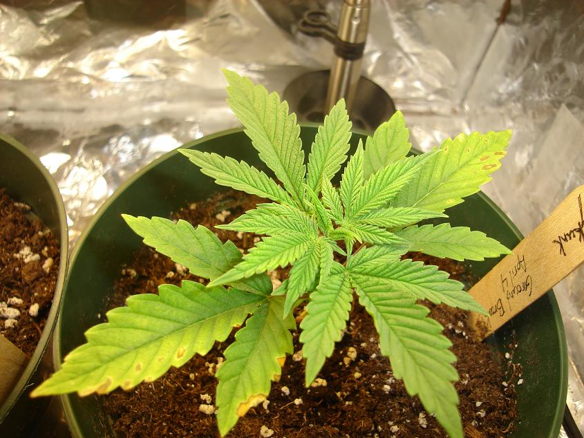 this is my biggest plant but i got some yellowing leaves and some black and copper coloured spots on the lower leaves and i lost the first pot leaves