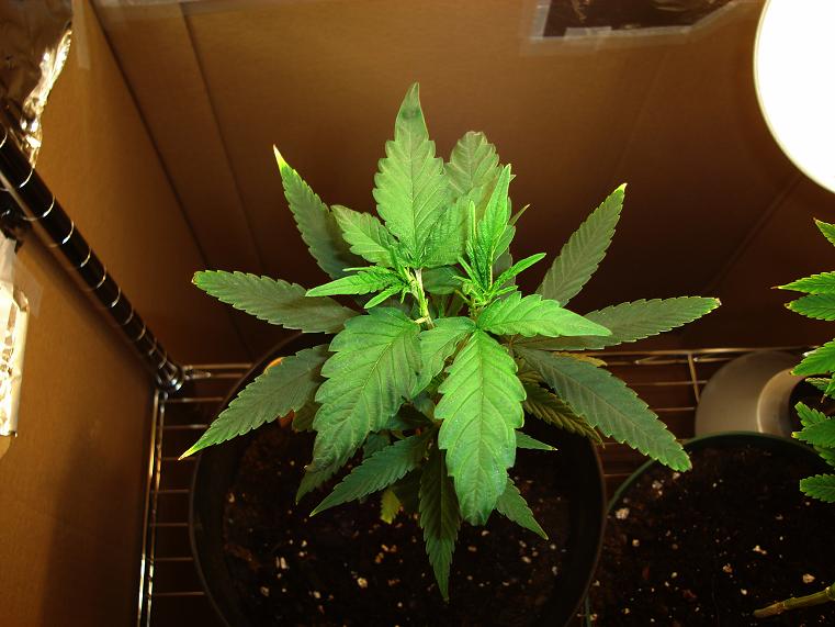top view after topping