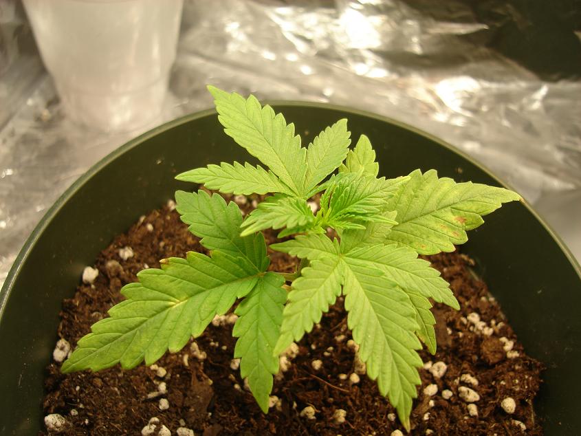 my oldest and smallest it didnt grow for a few days and got rele yellowy same spots appeared on this plant too