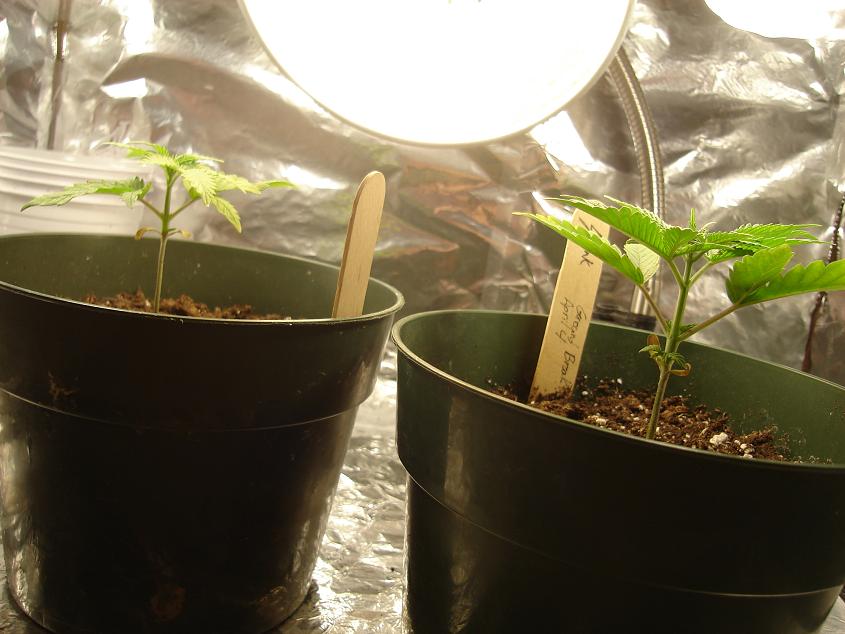 my plants showing off their nicely growing 