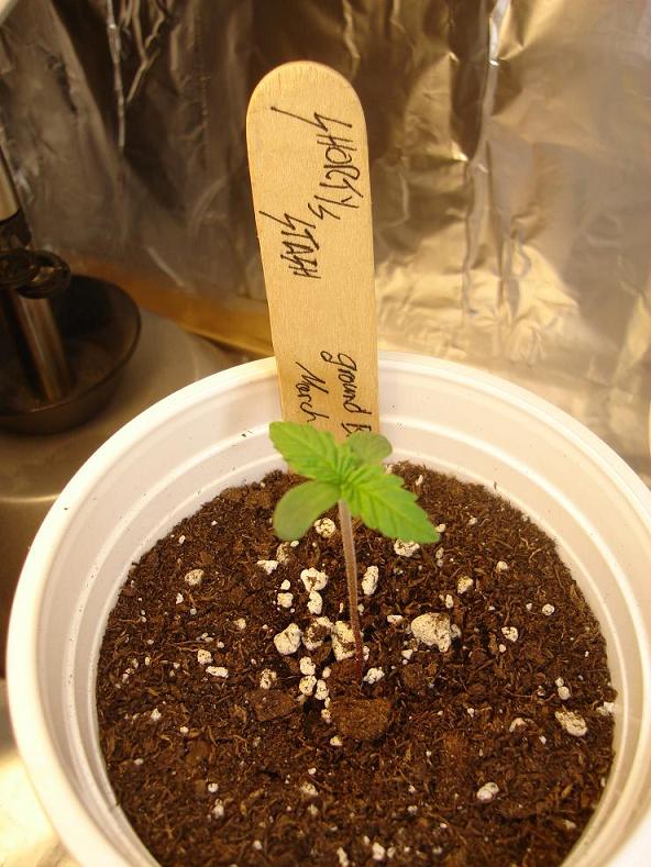 my biggest little wonder at 5.3 cm in 4 days thats not too shabby