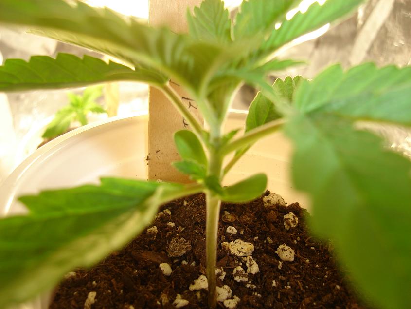 the youngest and now the BIGGEST with great side growth