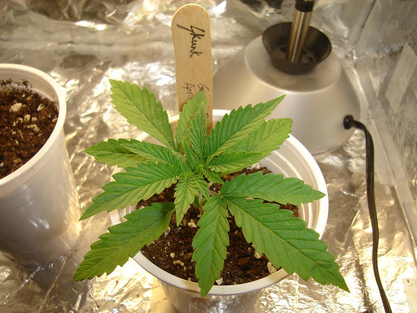 the youngest and now the BIGGEST with great side growth
