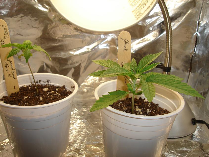 the two girls living life day by day Skunk is getting really big and its only 11 days old!
