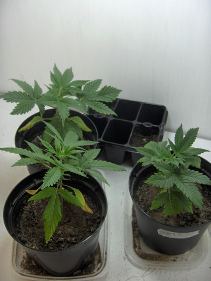 the one on the right is about a week older than the other two which are 3 1/2 weeks old.. and the seedlings were planted yesterday