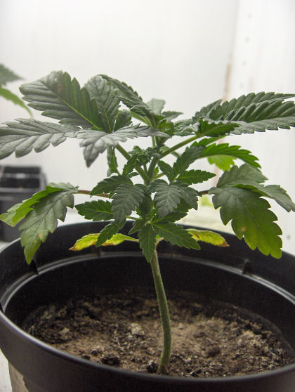 i put the plants under the 400w hps for a couple o days because my 26w cfls broke and after 3 days they were turning yellow! this one was the worst (i thought it was fungal) and cut off a branch and trimmed a few fan leaves...