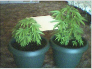 My beauties!