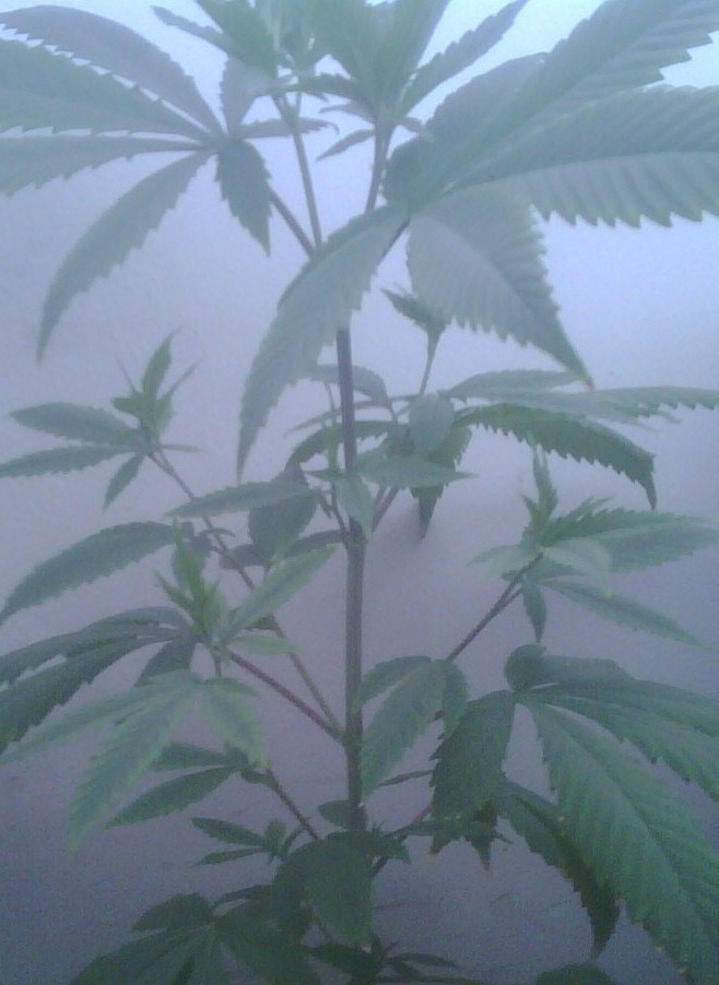 this is my tallest.  look at those branches