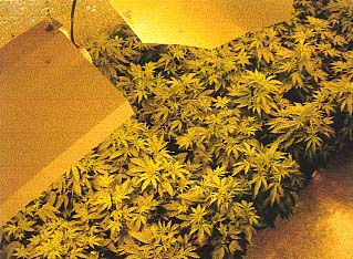 this is our 2nd grow from the same batch of seeds that we got for nothing from a mate just back from the dam!