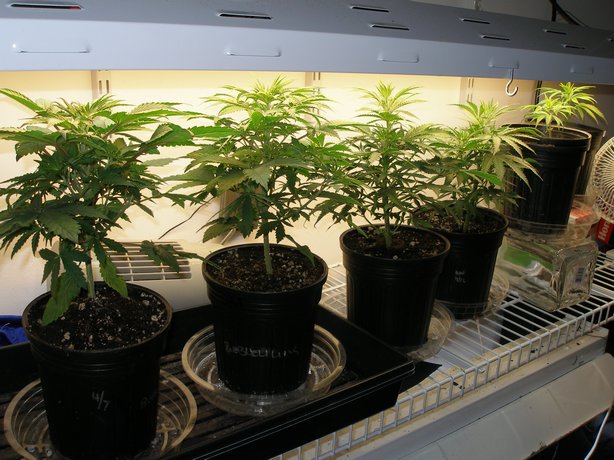 left to right - 2 bubblelicious, 2 WW clones (month old), two new WW clones (planted about 3 days ago)