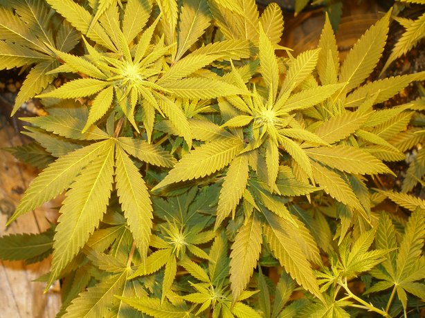 The Hindu Kush plant is one of the most beautiful IMO.  the leaves always have a really nice faded green appearence (light to dark real smooth)