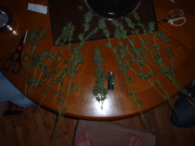 the weak pickings off the plant.  at least i will have something tastey by 4/20