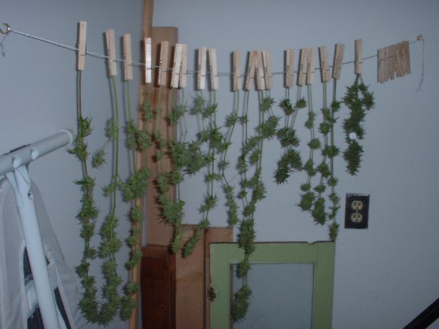 I use the utility closet off my kitchen to dry.  this is the first plant we chopped.