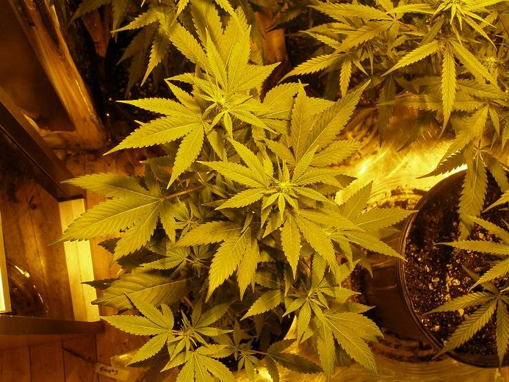 Hindu clone, starting to bud nicely