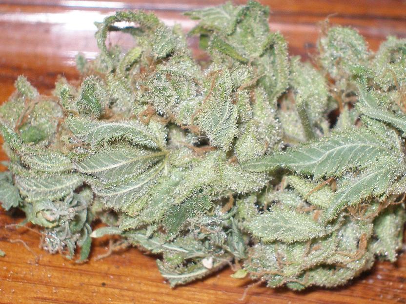 this is the nug from the same recently harvested hindu kush plant.