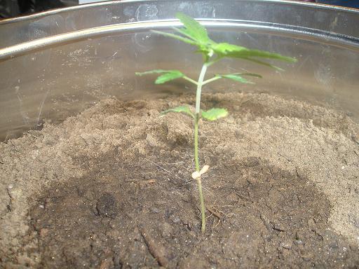 I Planted this one and left it to sit for a week. Then she popped out. And got some white hairs.