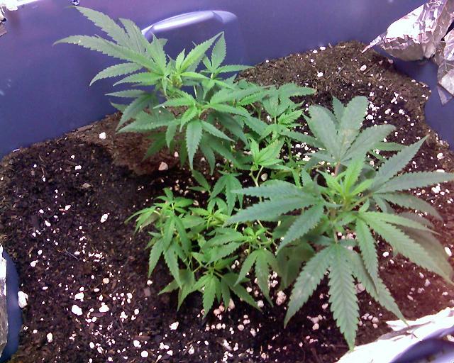 Another Pic of them.Not TO bad i dont think for my very first time Trying to grow ... i think im going to make it a hobby and start growing Alot