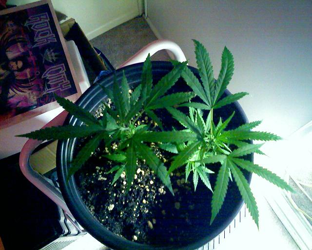 3 weeks 