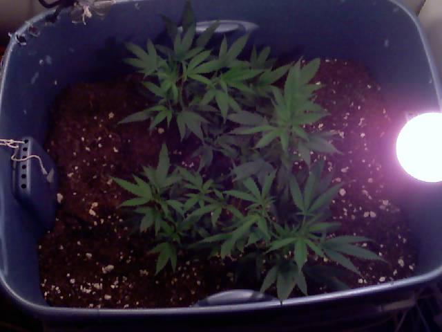 can u tell where the main cola is?