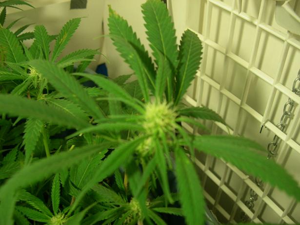 Close up of the bud at 17 days there getting SO big Everyday