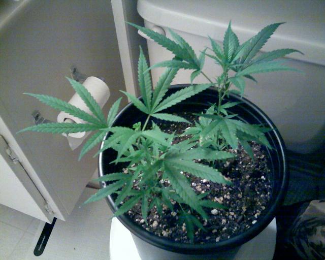 getting bigger