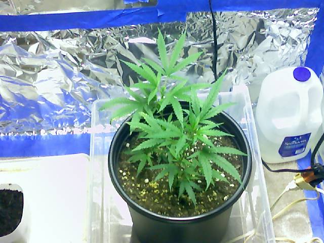 babies again