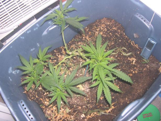 here is the re veg not even a month into reveg chopped the bitch took 42 clones off her total left 4 main colas for harvest