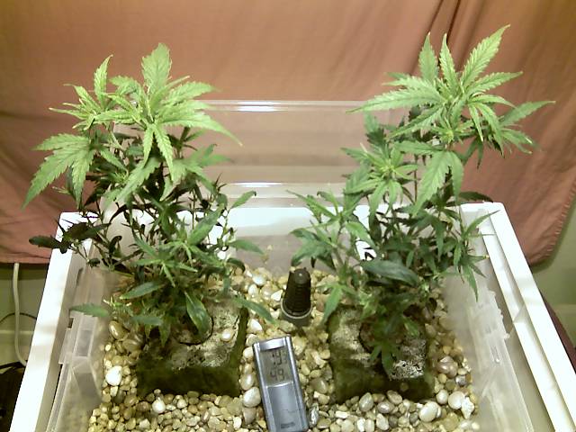 The First Two Hydro Clones that i grew i rapped these bitches tho took 30 clones between the two of them and then through them into flower ill post those pics in the next day or so