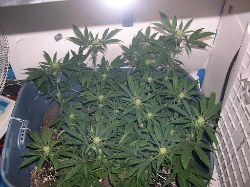 ANother PIC