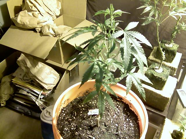 Here is The OG Kush Clone that i picked up from the CLub in HollyWOod i put her in some bomb ass soil and into a 5 gallon bucket and ima turn her into a mama plant than clone the shit outta her like i did the purple dragon