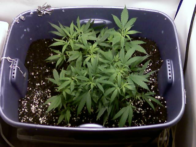its been 4 days of flowering so far