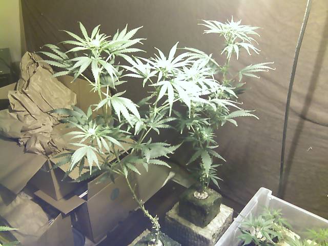 Here is the Purple Dragon ive had this strain for a while now and its very good sativa i like it anyways these two girls were thrown into flowring on 6-25-07 and they are starting to show buds and lookin great.... i took these pics with my Cell phone ill get a camera later