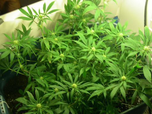 Cant wait to smoke this i went to the Marijuana Club today and Picked up some of this dank that im growing right now and I just hope MIne is as Tasty As The stuff i smoked