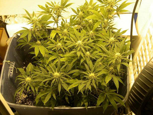 plants are loving life