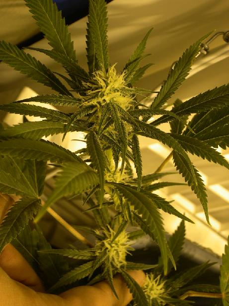 CLose up of a Nice Bud LOOK AT THE CRYSTALS