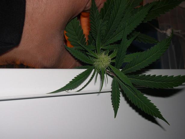 close up of a bud shot at 16 days