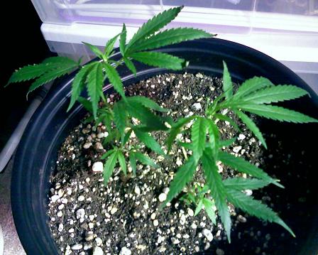 2 WEEKS OLD